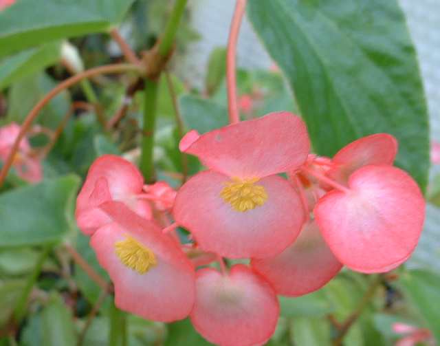 B. ‘Cockatoo’